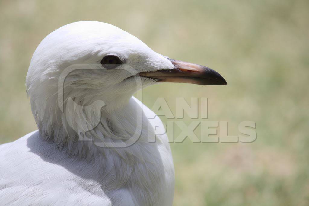Close up of head of white seagull