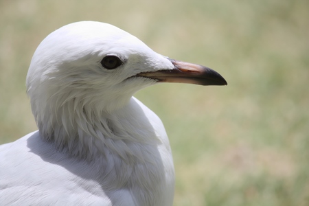 Close up of head of white seagull