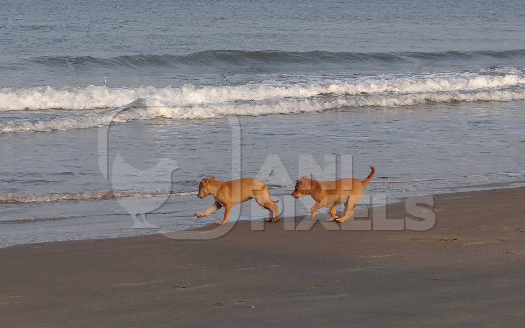 Two brown puppies running along sandy beach