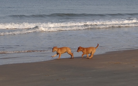 Two brown puppies running along sandy beach