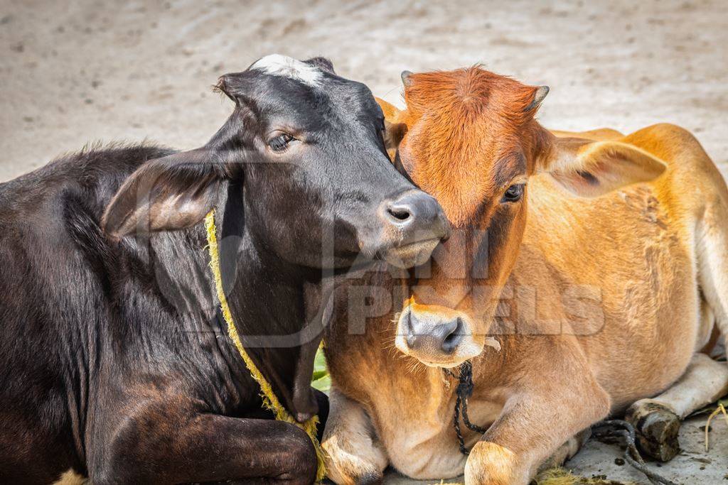 Two cows lying down next to each other in street in rural town