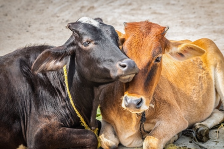 Two cows lying down next to each other in street in rural town