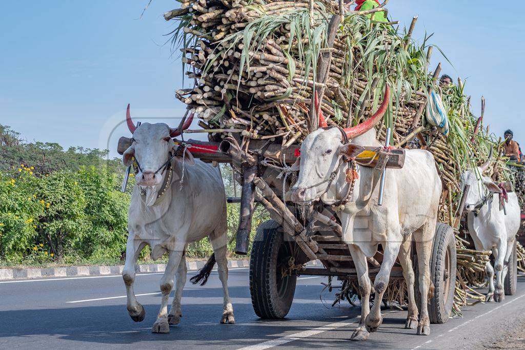 Many working Indian bullocks pulling sugarcane carts working as animal labour in the sugarcane industry in Maharashtra, India, 2020