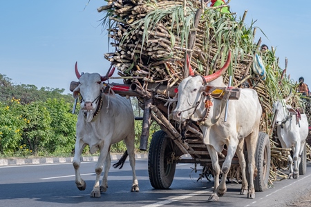 Many working Indian bullocks pulling sugarcane carts working as animal labour in the sugarcane industry in Maharashtra, India, 2020