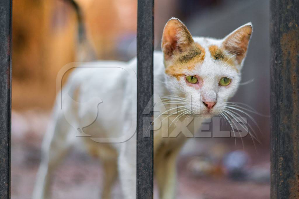 Street cats on street in Mumbai