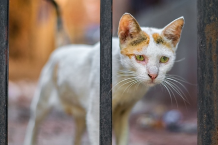 Street cats on street in Mumbai