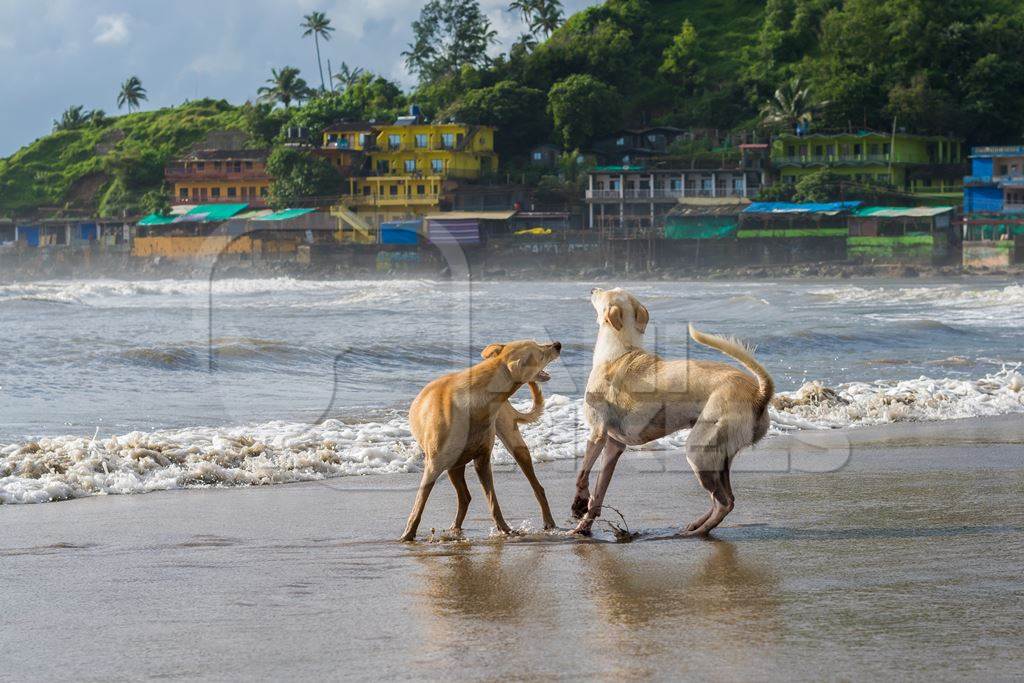 Dogs playing on the beach in the water with colourful buildings in the background at Arambol, Goa