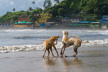 Dogs playing on the beach in the water with colourful buildings in the background at Arambol, Goa