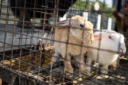 Rabbits in a cage with chickens on sale at Junna Bazaar animal market, Pune, India, 2024