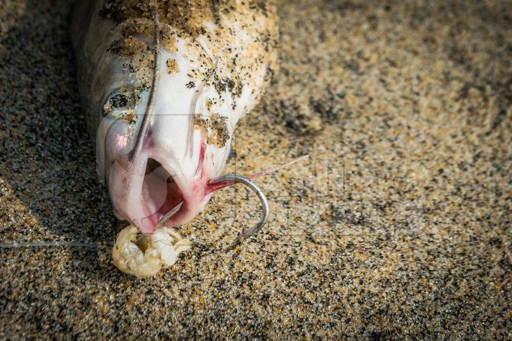 Alive fish with hook in mouth gasping on a sandy beach in Kerala