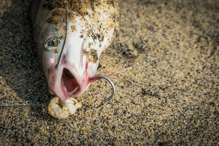 Alive fish with hook in mouth gasping on a sandy beach in Kerala