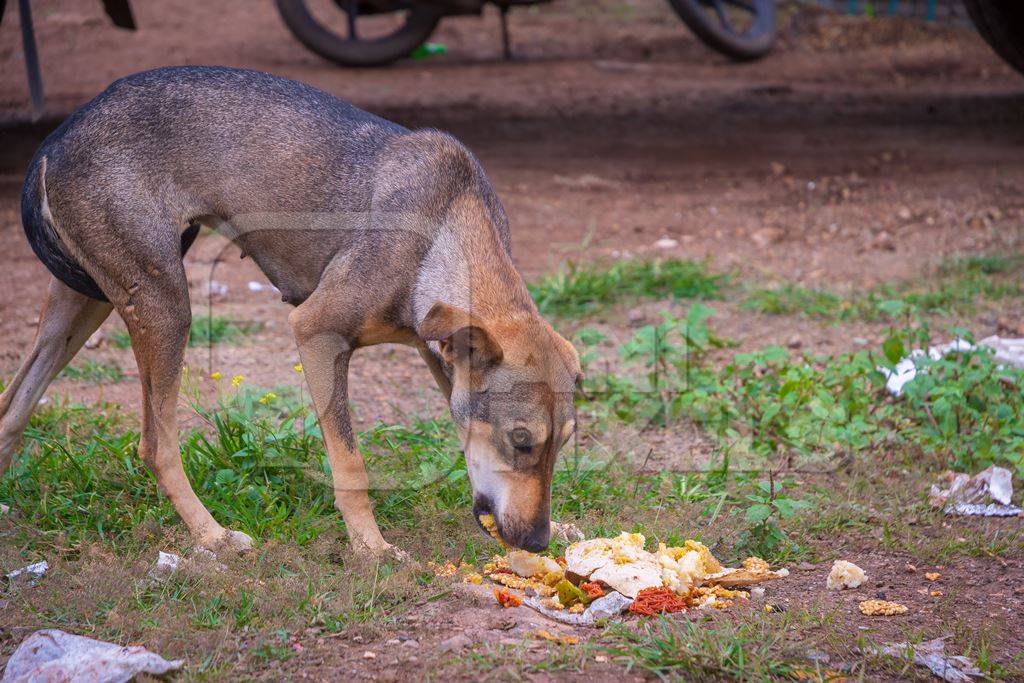 Indian stray or street dog eating food from ground in urban city in Maharashtra in India