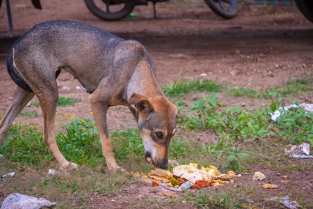Indian stray or street dog eating food from ground in urban city in Maharashtra in India