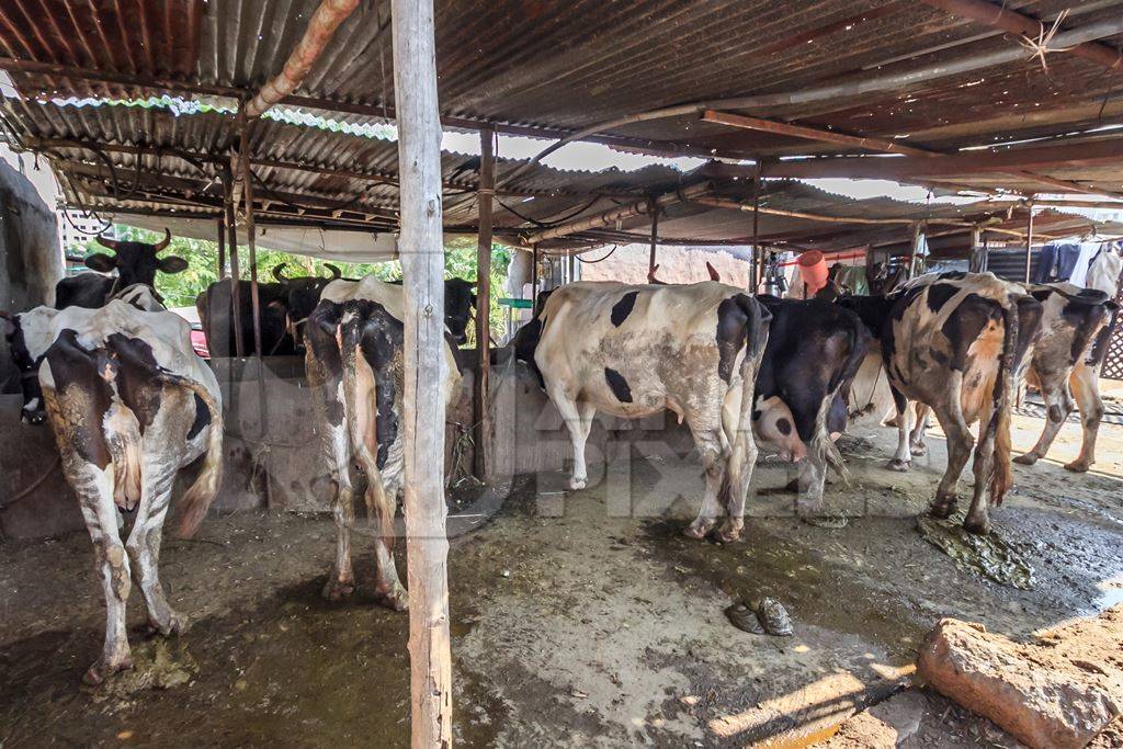 Dairy cows in a dirty stall in an urban dairy