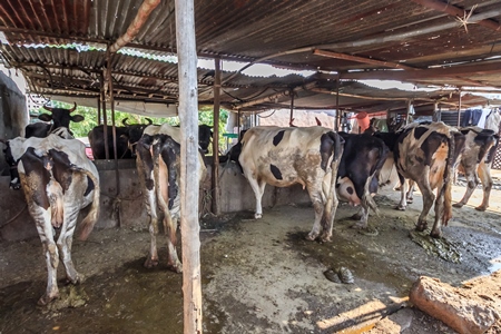 Dairy cows in a dirty stall in an urban dairy