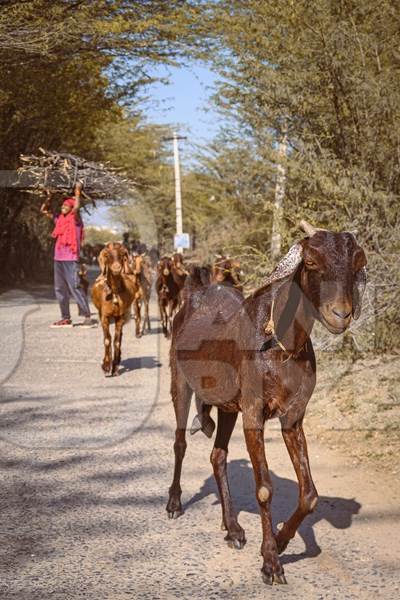 Indian goats in a goat herd being herded by farmer in the countryside outside Ajmer, Rajasthan, India, 2022