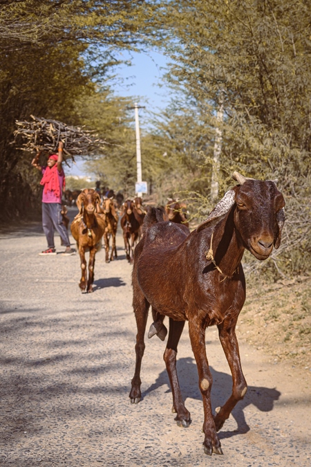 Indian goats in a goat herd being herded by farmer in the countryside outside Ajmer, Rajasthan, India, 2022