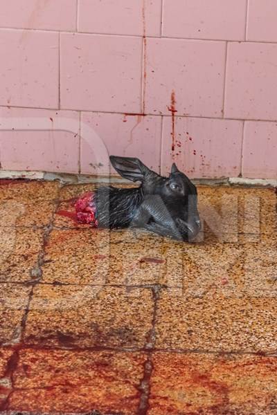 Head of Indian goat killed by religious slaughter or animal sacrifice by priests inside Kamakhya temple in Guwahati, Assam, India, 2018