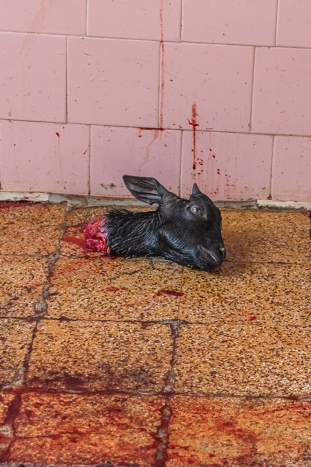 Head of Indian goat killed by religious slaughter or animal sacrifice by priests inside Kamakhya temple in Guwahati, Assam, India, 2018