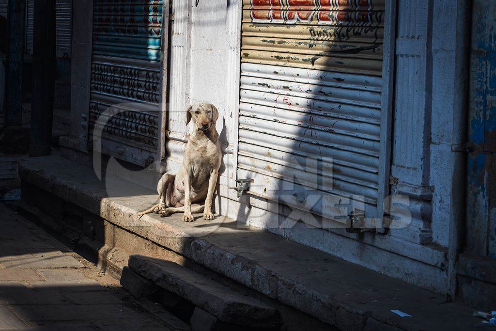 Indian street dog or stray pariah dog sitting in shaft of light in the street, Jodhpur, India, 2022