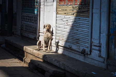Indian street dog or stray pariah dog sitting in shaft of light in the street, Jodhpur, India, 2022