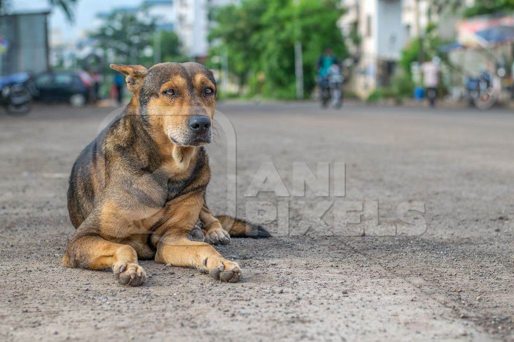 Stray street dog on road in Maharashtra