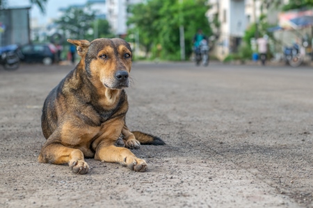 Stray street dog on road in Maharashtra