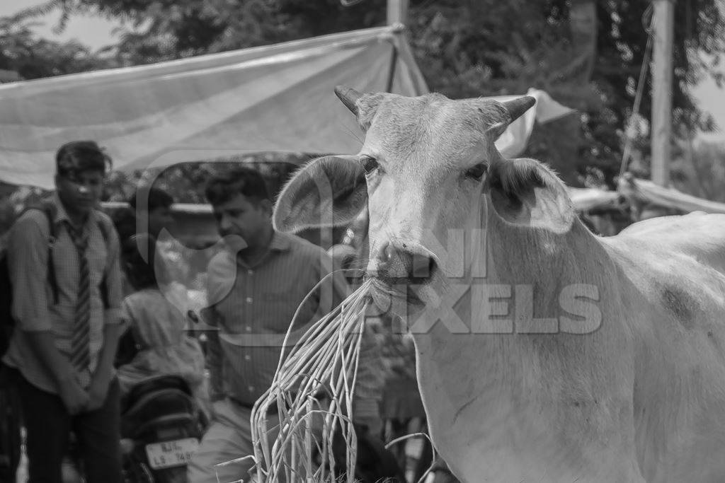 Indian street cow or bullock walking in the road in small town in Rajasthan in India in black and white
