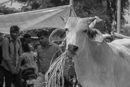 Indian street cow or bullock walking in the road in small town in Rajasthan in India in black and white