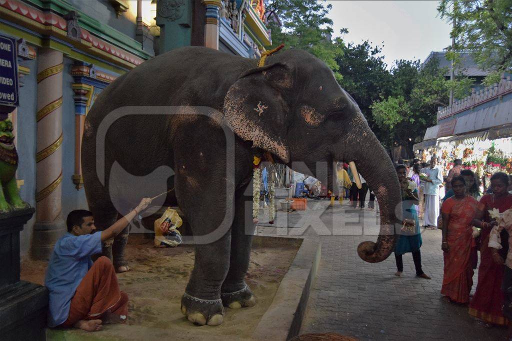 Decorated temple elephant in chains used at Manakula Vinayagar Temple in Puduchery