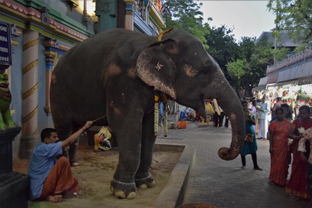 Decorated temple elephant in chains used at Manakula Vinayagar Temple in Puduchery