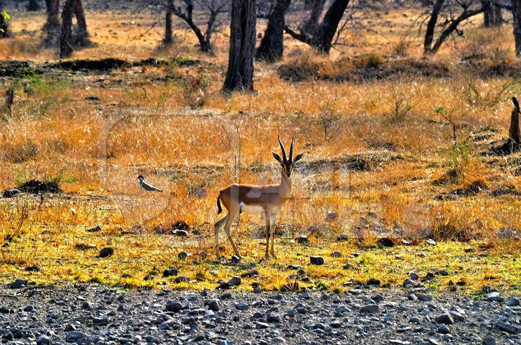 Deer in field in Ranthambore national park