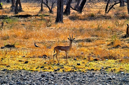 Deer in field in Ranthambore national park