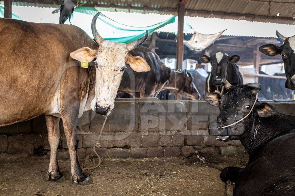 Indian dairy cows tied up on an urban dairy or tabela in the city of Pune, Maharashtra, India, 2024