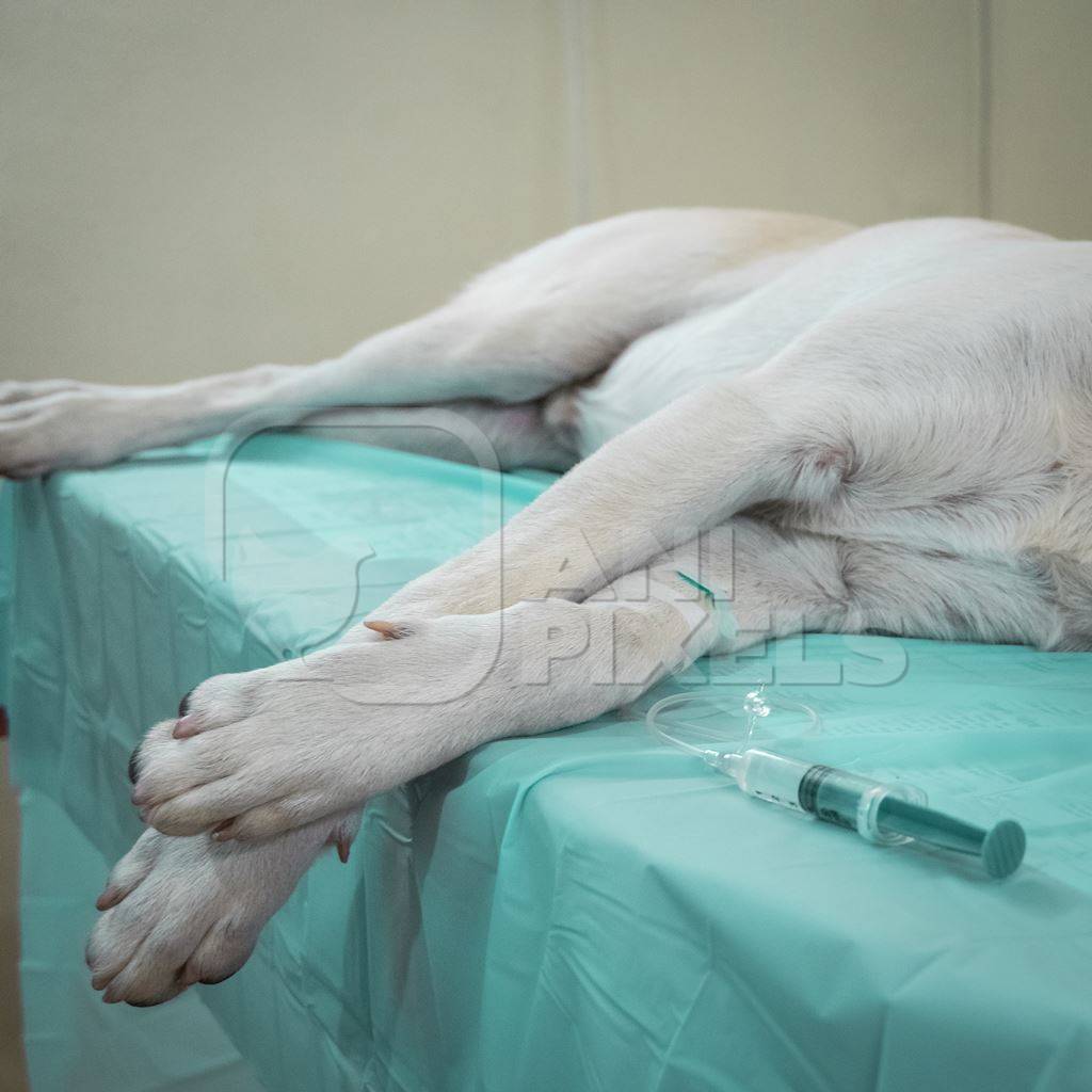 Indian street dog undergoing spay or neuter surgery for animal birth control operation in urban city in India