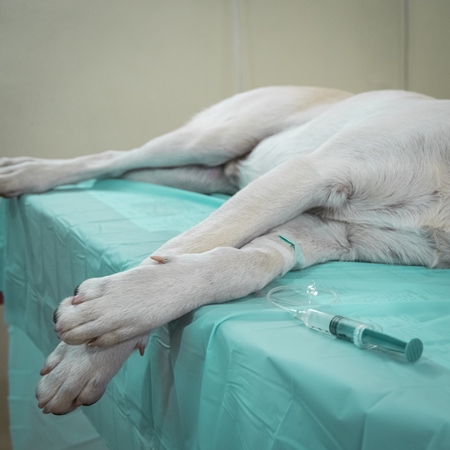 Indian street dog undergoing spay or neuter surgery for animal birth control operation in urban city in India