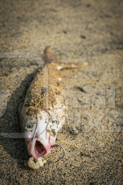 Alive fish with hook in mouth gasping on a sandy beach in Kerala