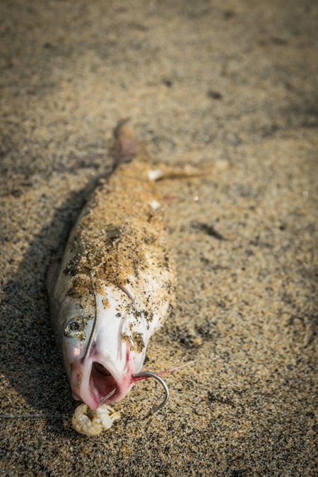 Alive fish with hook in mouth gasping on a sandy beach in Kerala