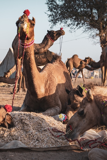 Indian camels eating at Nagaur Cattle Fair, Nagaur, Rajasthan, India, 2022