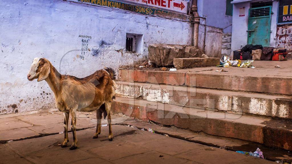 Goat in the street with blue wall background