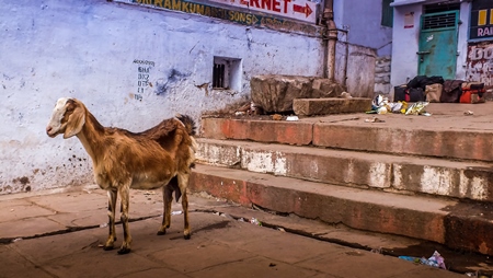 Goat in the street with blue wall background
