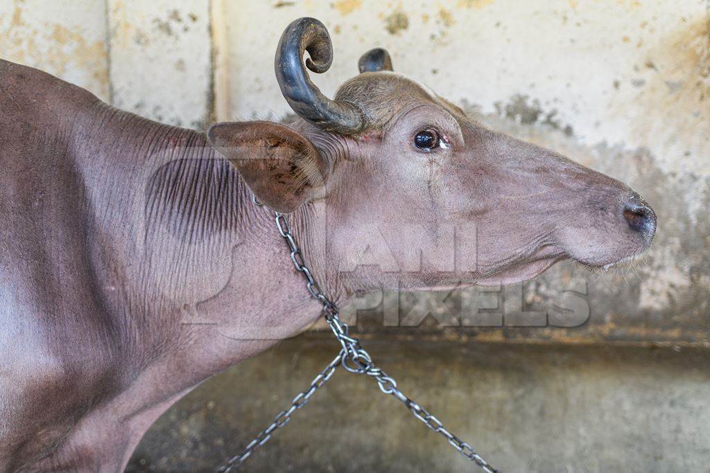 Indian buffalo with eye infection chained up in a line in a concrete shed on an urban dairy farm or tabela, Aarey milk colony, Mumbai, India, 2023