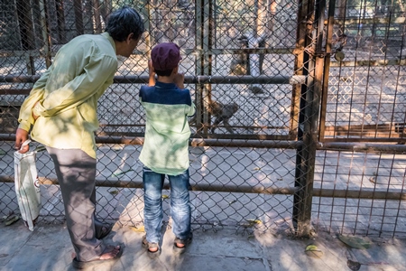 Visitors watching monkeys through the bars in Byculla zoo
