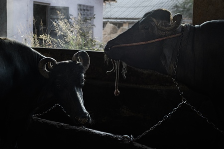 Farmed Indian buffaloes chained up on an urban dairy farm or tabela, Aarey milk colony, Mumbai, India, 2023