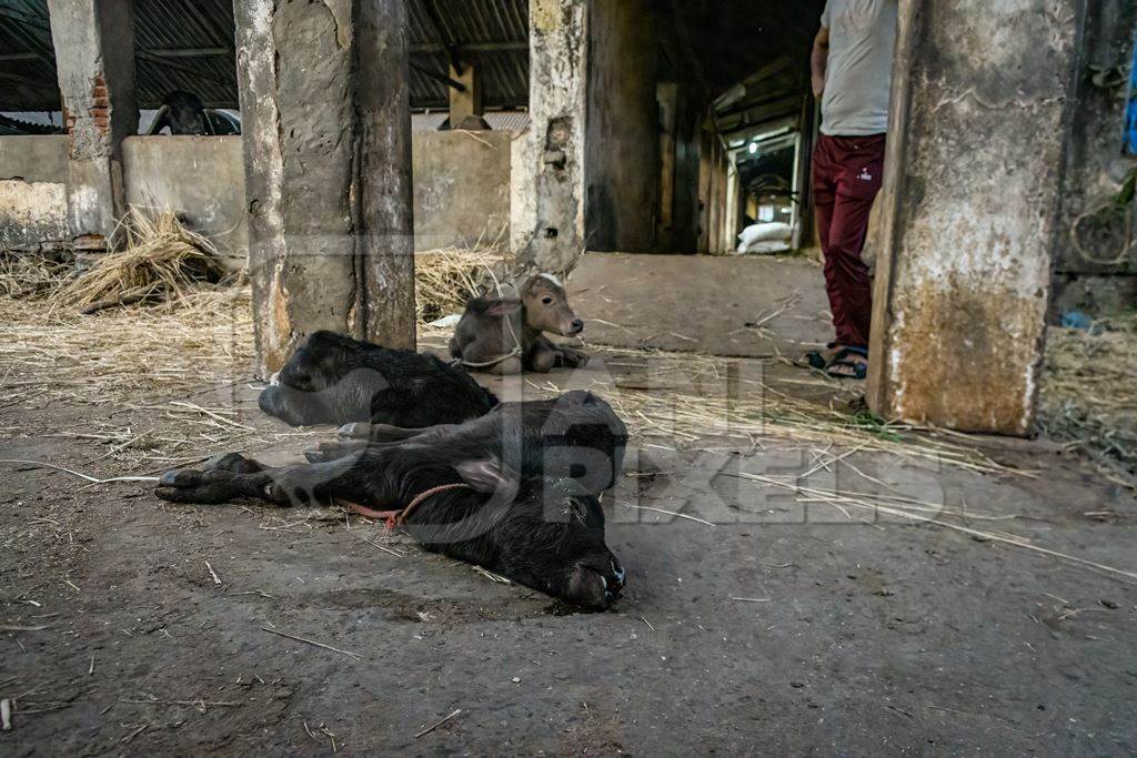 Dead farmed Indian buffalo calf on an urban dairy farm or tabela, Aarey milk colony, Mumbai, India, 2023