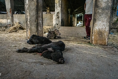 Dead farmed Indian buffalo calf on an urban dairy farm or tabela, Aarey milk colony, Mumbai, India, 2023