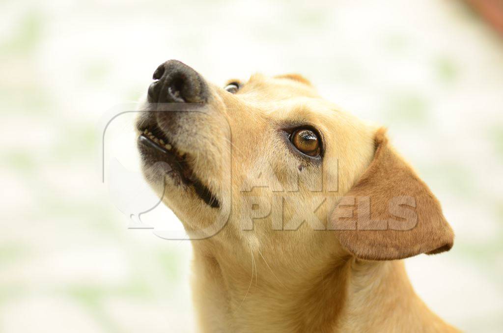 Close up of small beige dog looking up