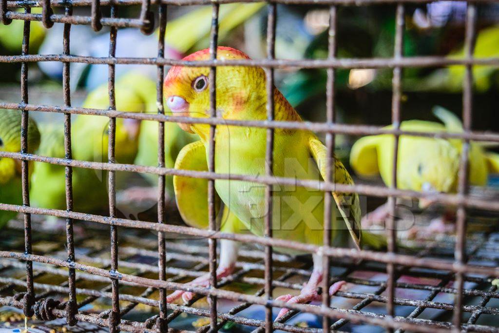 Cockatiels or budgerigars in cage on sale at Crawford pet market