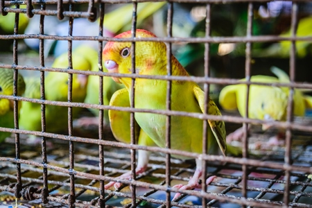 Cockatiels or budgerigars in cage on sale at Crawford pet market