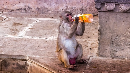 Macaque monkey drinking from soft drink bottle